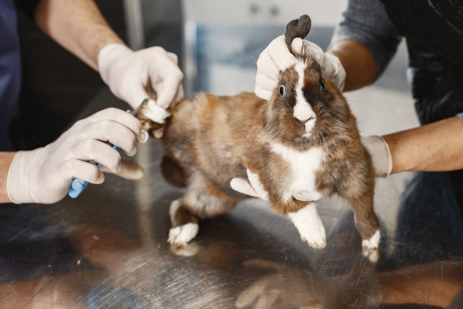 The First-Time Rabbit Owner’s Complete Guide to Setup, Health, and Bonding
