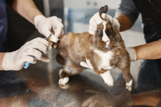 Grooming Versus Gimmicks: A Practical Product Comparison for Rabbit Hygiene and Habitat