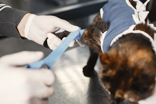 Emergency Preparedness Guide: What to Do Before Your Pet Needs Vet Care