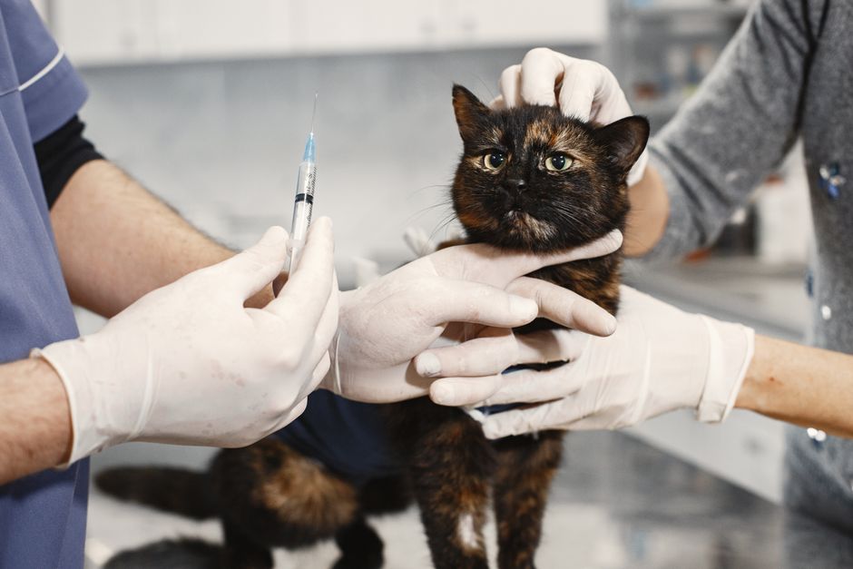 The Calm Vet Visit: A Step-by-Step Guide to Vaccination and Health Checks for Anxious Pets