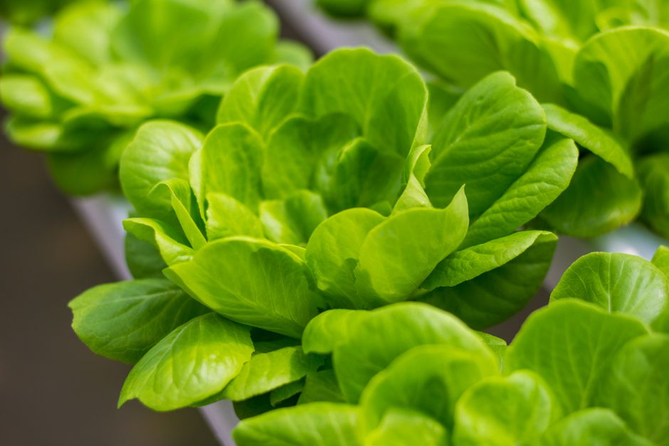 Yellow Leaves in Hydroponics: Why One Symptom Has Many Causes