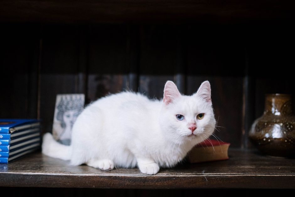 Deciding Whether Odd Pet Storage Spaces Are Worth Using