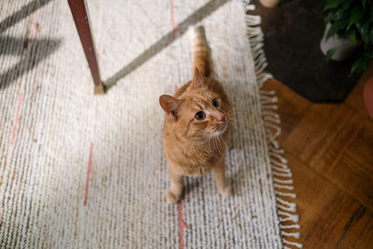 How to Remove Pet Stains and Odors from Carpet Naturally
