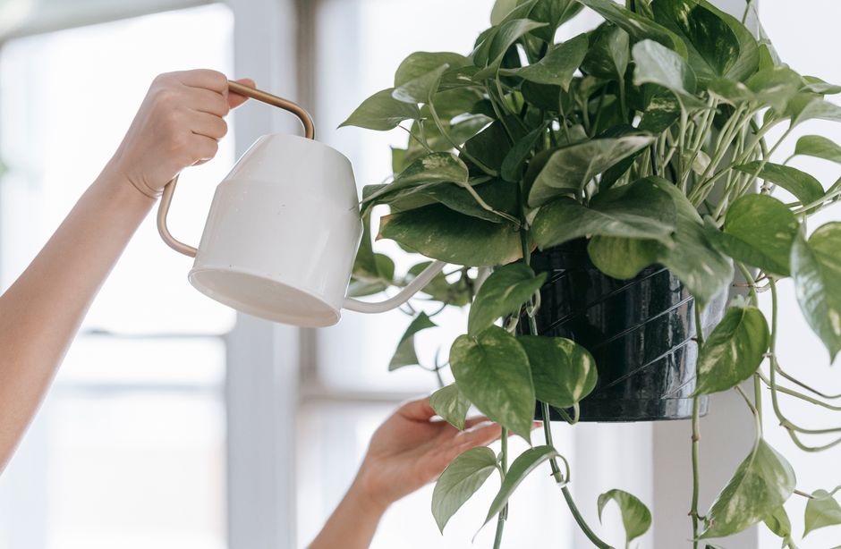 Why Is My Pothos Turning Yellow and How Can I Fix It Fast?