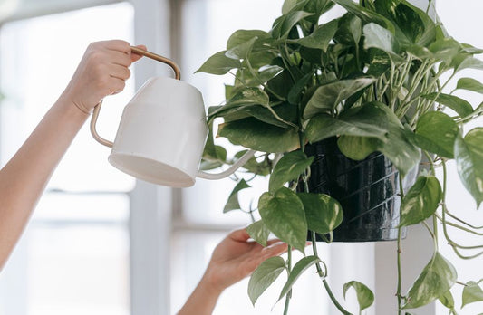 Why Is My Pothos Turning Yellow and How Can I Fix It Fast?