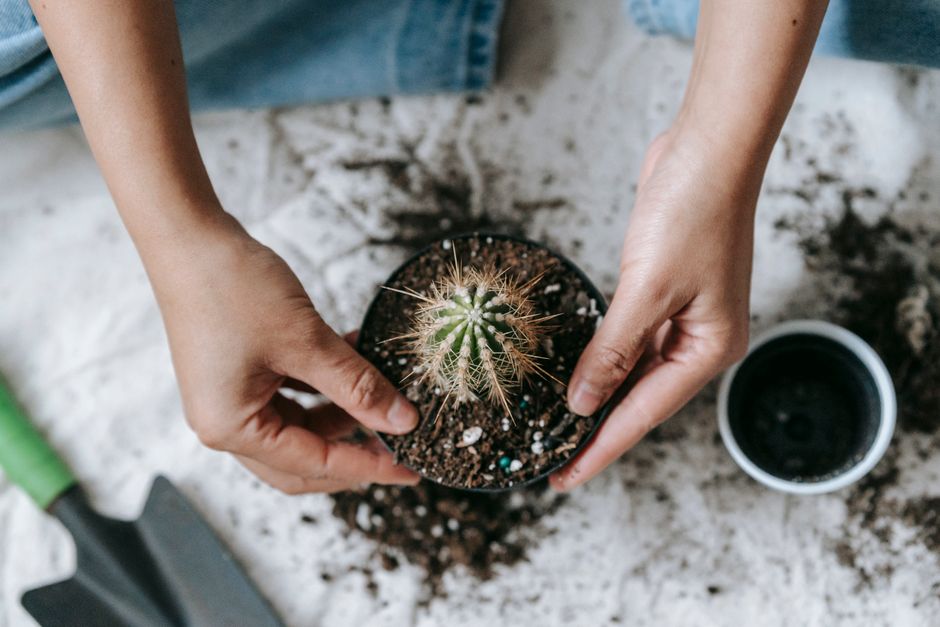 The Low Maintenance Cactus Care System: Tools and Techniques for Effortless Success