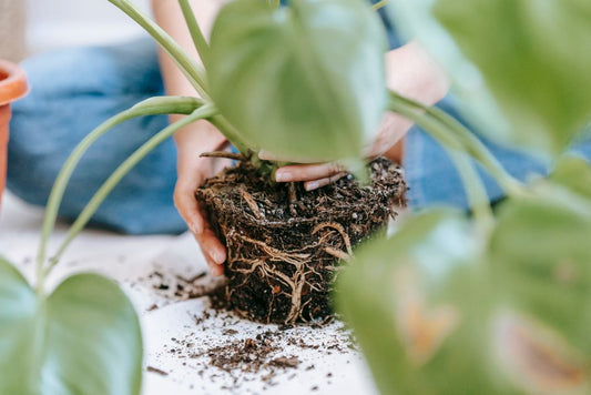 Organic Monstera Care: Fixing Yellow Leaves, Root Rot, and Slow Growth Without Harsh Chemicals