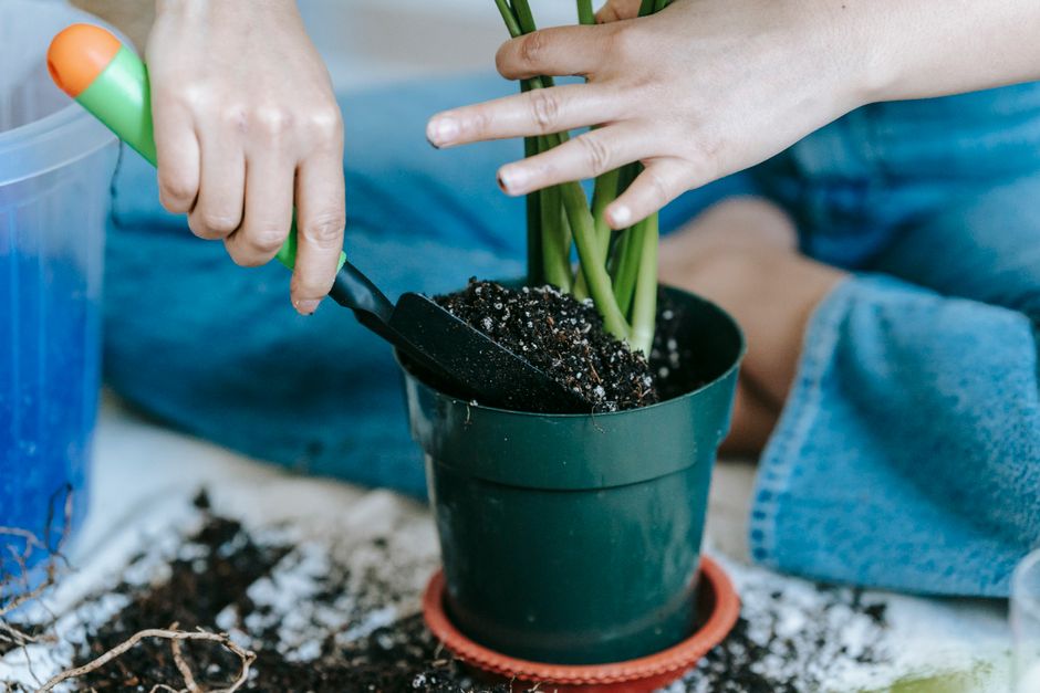Why Your Plants Are Struggling: Fertilizing Tips and Tricks for Healthier Growth