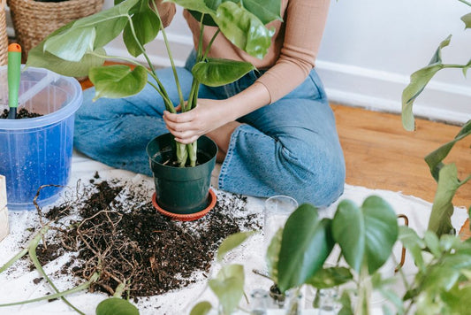 How to Rescue a Wilting Indoor Monstera: Step-by-Step Guide to Revive Overwatered or Root-Bound Plants