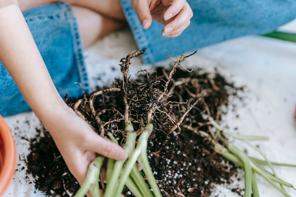 Why Fertilizer Salts Build Up in Pots and What That Does to Roots