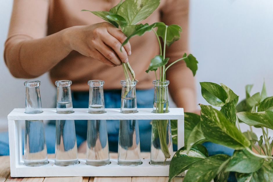 What Actually Changes When You Move a Pothos Cutting From Water to Soil