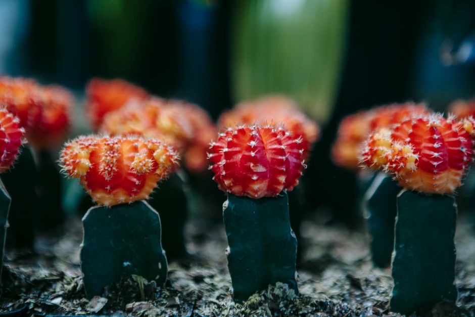 Grafting and Plant Nutrition: Why a Grafted Plant Can Starve Without a Fertilizer Problem