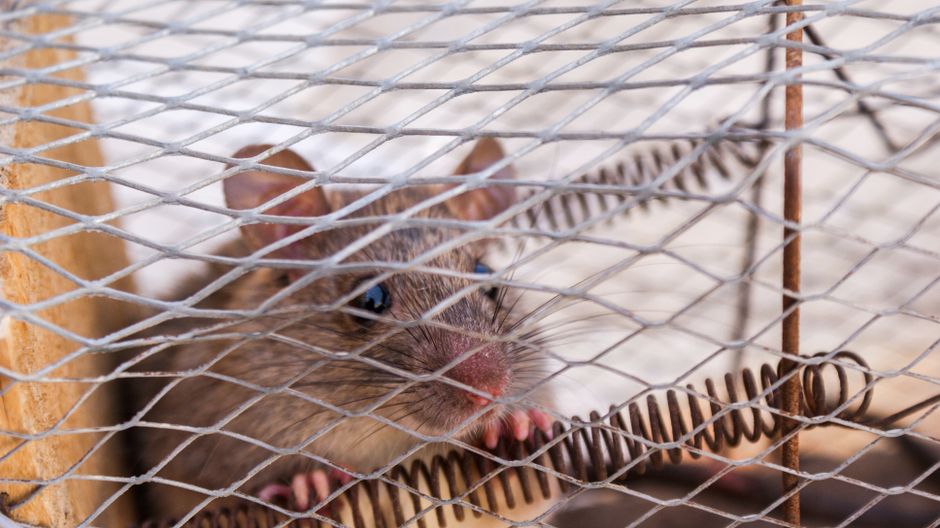 Plastic-Free Pest Control: When Non-Plastic Traps and Sprays Still Carry Environmental Costs