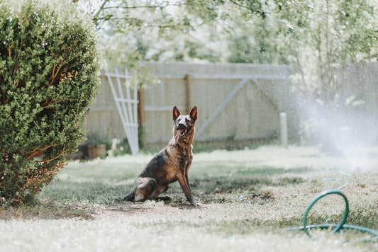 How to Make Cooling Mats Work for Your Dog