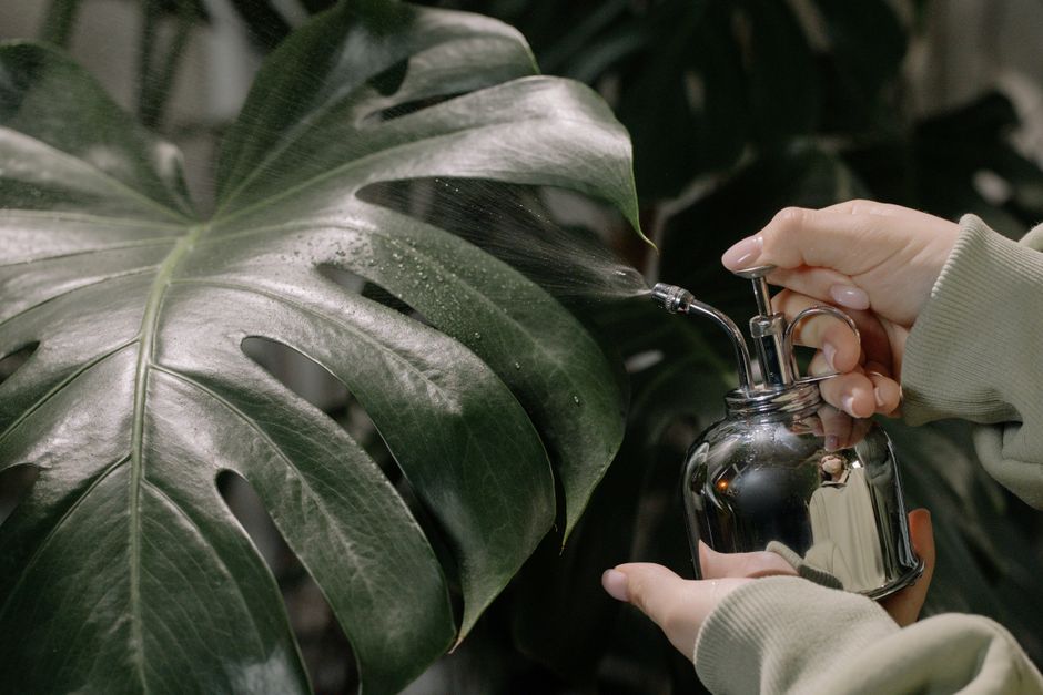 The Low Maintenance Monstera: Essential Tools and Systems for Effortless Care