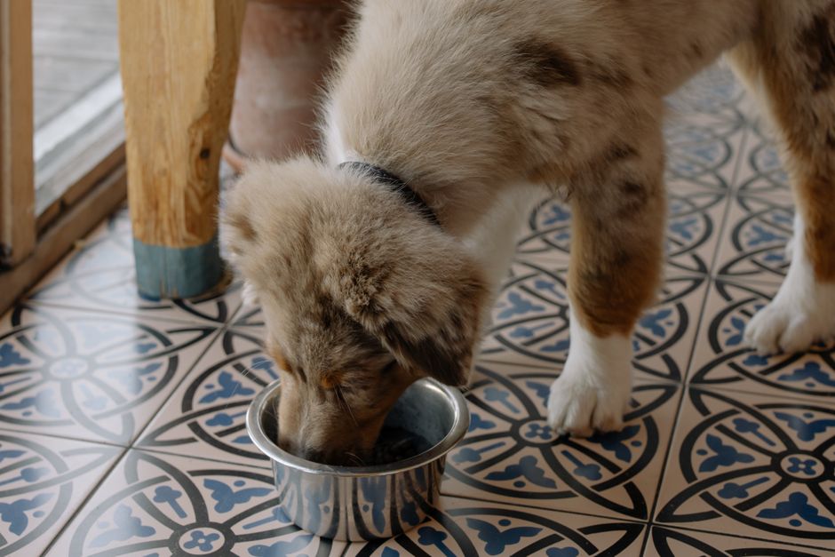 Slow Feeding for Dogs: Why Pacing Bowl Meals Can Improve Training and Digestion