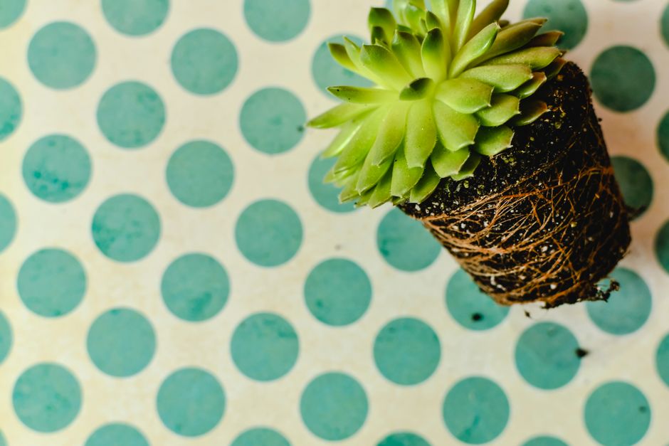 The Indoor Cactus Grower's Guide to Preventing Silent Root Rot with Smart Watering Systems