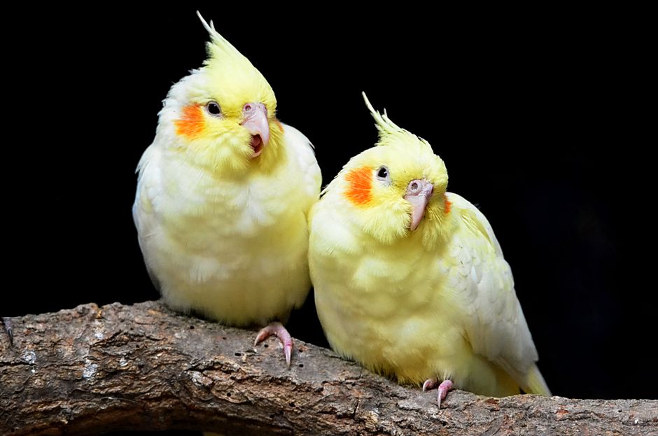 Why Stopping a Behavior Is Not Training: A Small-Mammal and Companion-Bird Perspective