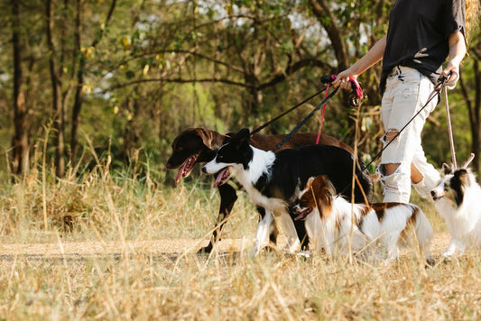 Paw Care for Multiple Pets: Building a Routine That Works for Dogs and Cats