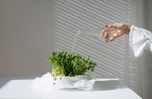 Watering Plants Correctly: A Beginner's Guide to Healthy Hydration