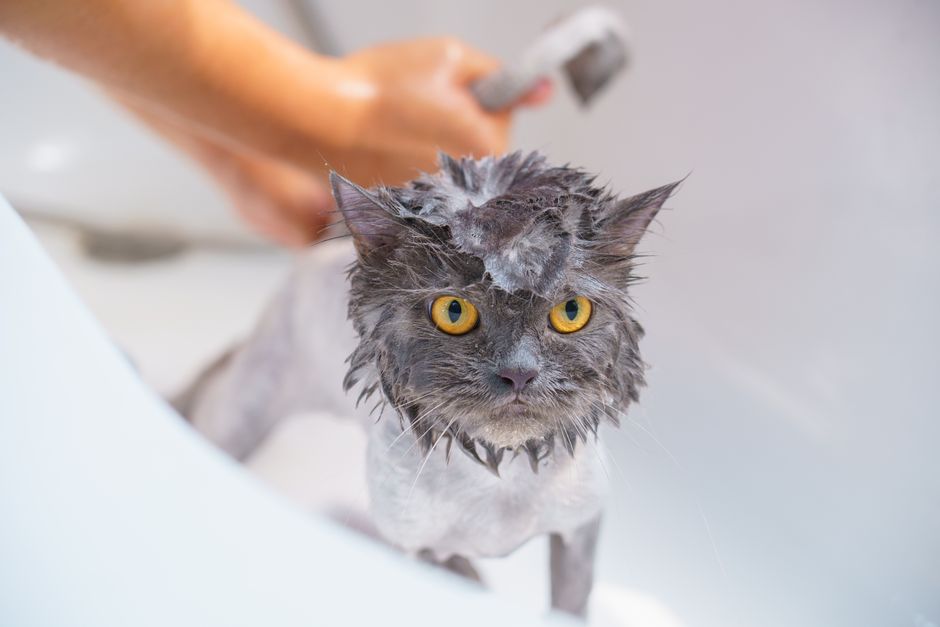 First-Time Cat Owner's Guide to Hairballs: What to Expect and How to Manage