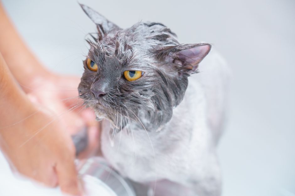 Freshen Up Your Pet Care Routine Without Chemicals: A Practical Guide