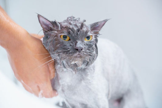 Summer Cat Grooming: Beat the Heat with a Shedding and Coat Care Routine