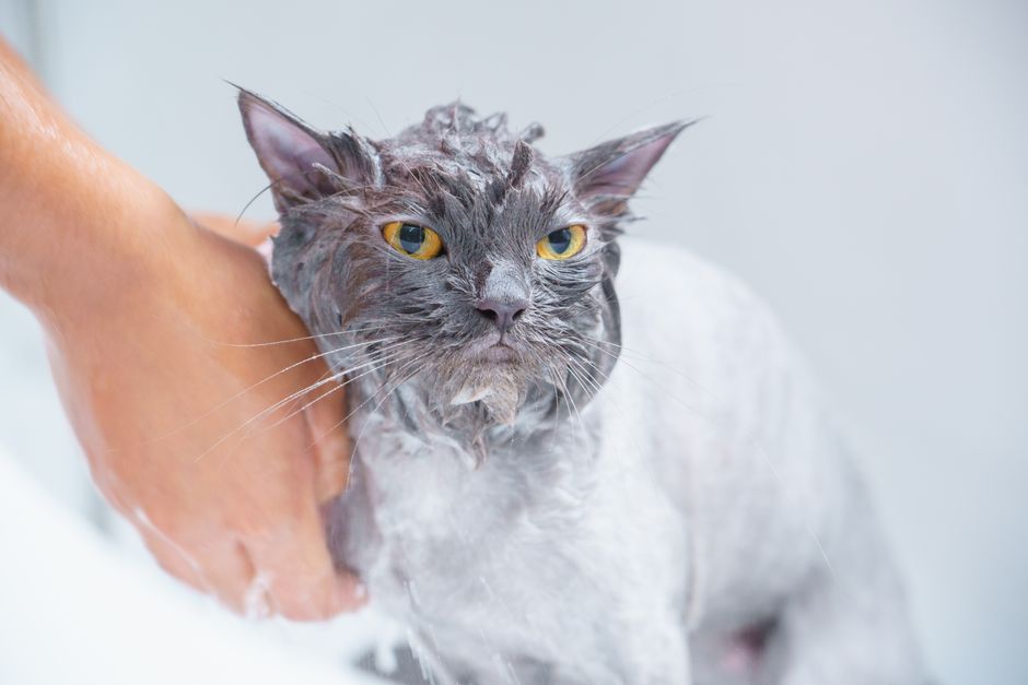 Budget-Friendly Cat Grooming: Essential Tools and Tips for a Shiny Coat Without Breaking the Bank