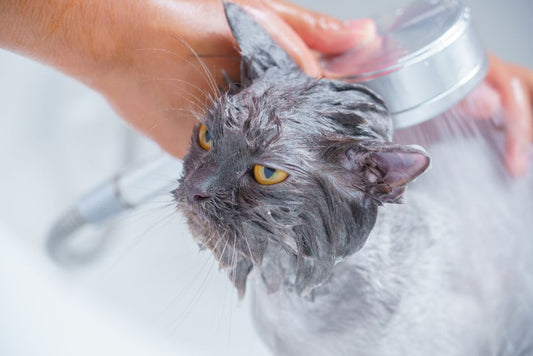 Summer Pet Bathing: How to Keep Dogs and Cats Clean, Cool, and Comfortable