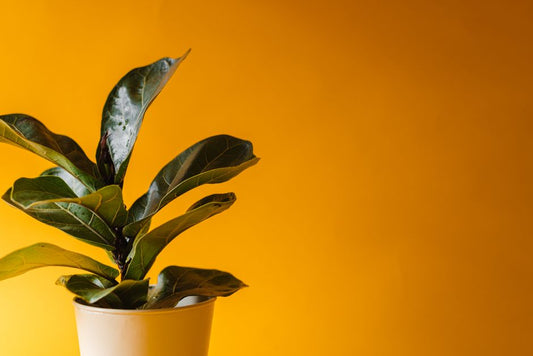 How to Save a Dying Fiddle Leaf Fig with Yellow Leaves and Brown Spots