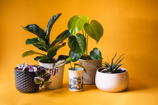 How to Stop Houseplant Leaves From Turning Yellow: Diagnosing and Fixing Indoor Plant Problems