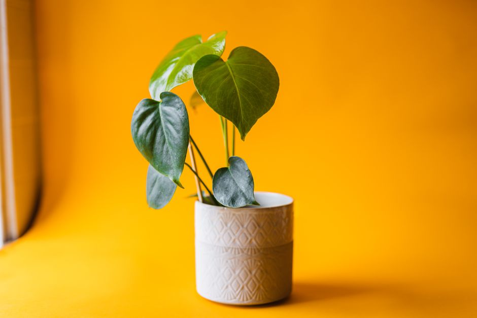 Why Are the Leaves on My Monstera Deliciosa Turning Yellow and How to Fix It