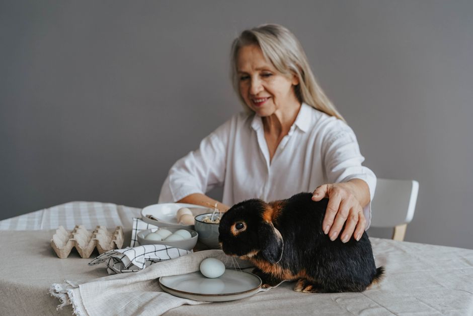 Managing Pet Odor and Stains for Senior Pets: A Complete Home Care Guide