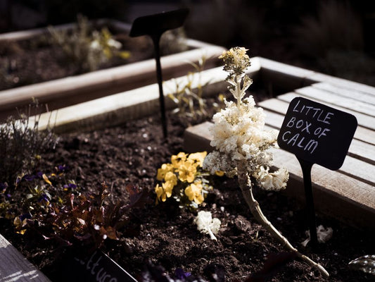 Budget-Friendly Garden Bed Design: Smart Soil, Water, and Plant Choices