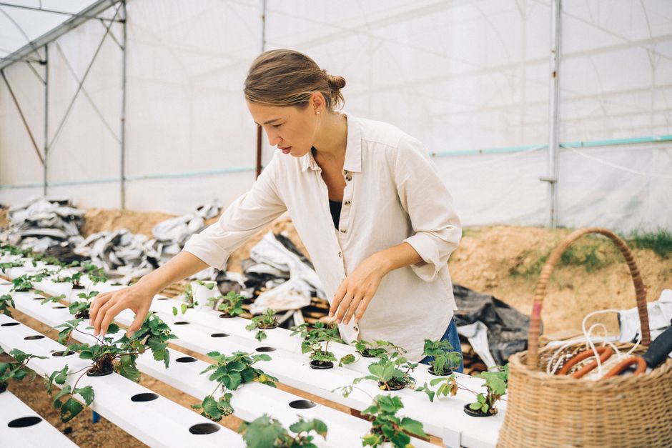 Indoor Hydroponic Garden vs. Grocery Store Herbs: A Life-Cycle Reality Check