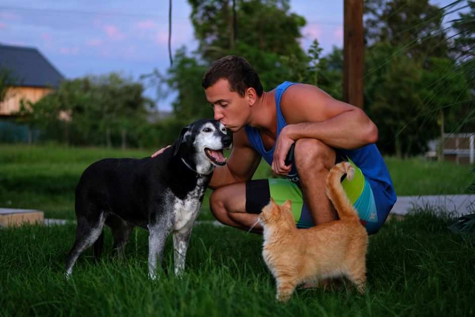 Gentle Enrichment and Exercise for Senior Pets: A Complete Guide to Keeping Older Dogs and Cats Happy and Mobile