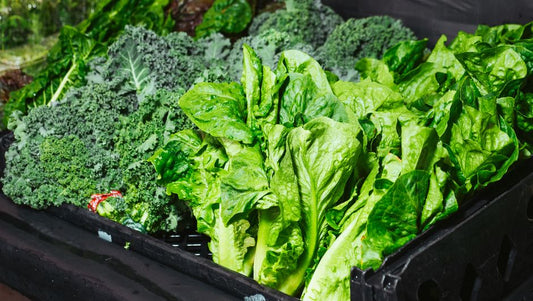 The Complete Guide to Preserving Leafy Greens: How to Keep Spinach, Kale, and Lettuce Fresh for Weeks Without Wilting
