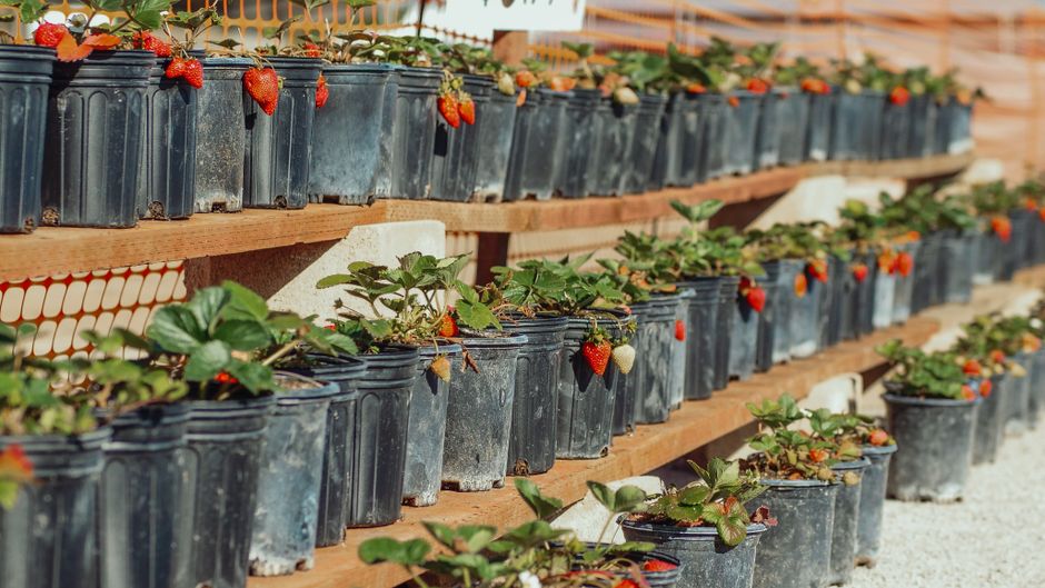 5 Common Mistakes That Kill Your Strawberry Plants (And How to Fix Them)