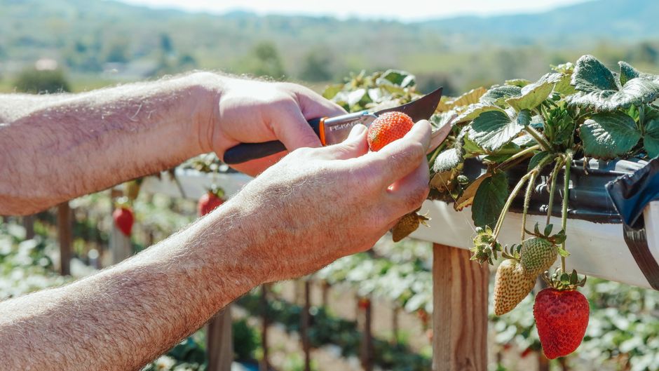 Maximize Vertical Garden Yield with Smart Systems and Essential Tools