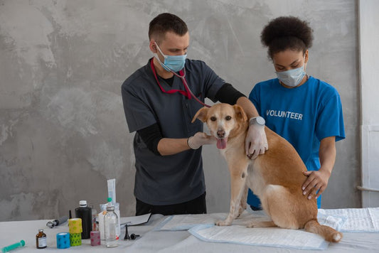 Budget-Friendly Pet Vaccination and Health Check Routine for Every Owner