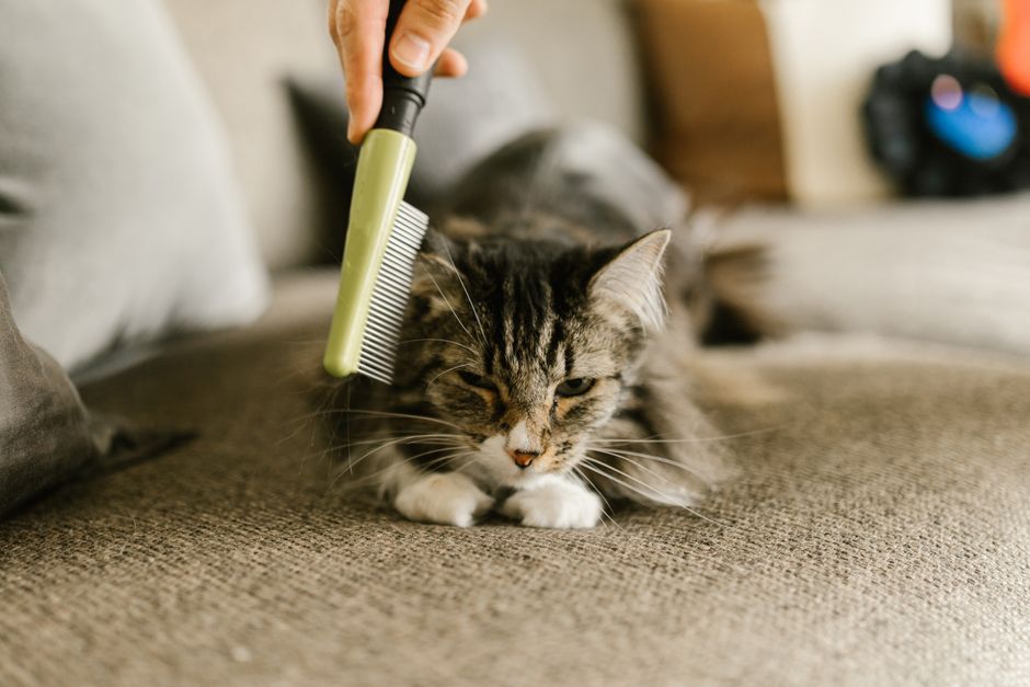 Senior Pet Grooming Guide: Comfort, Safety, and Dignity for Aging Dogs and Cats