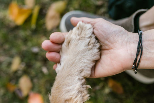 When a Dog Refuses a New Food: Understanding Neophobia and Cooperative Transitions