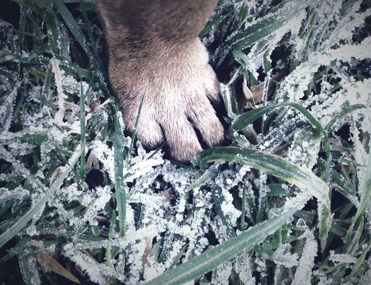 Natural Remedies for Dog Joint and Mobility: A Practical Guide