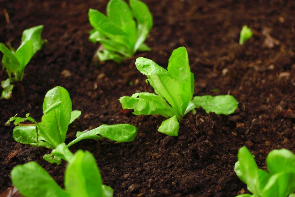 Crop Rotation in a Small Home Garden: What It Actually Does for Soil and Plant Nutrition