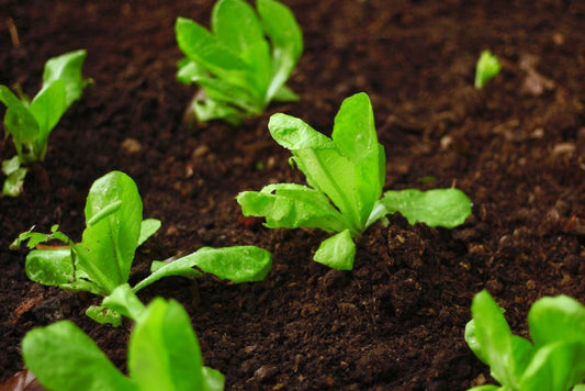 Crop Rotation in a Small Home Garden: What It Actually Does for Soil and Plant Nutrition