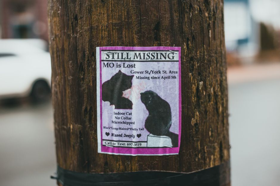 Pet ID Tags and Microchips: What You Can Verify Before a Pet Goes Missing