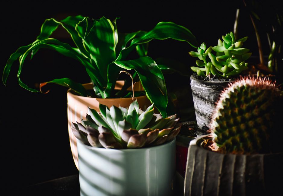 The Indoor Succulent Whisperer: A Practical System for Thriving Windowsill Gardens