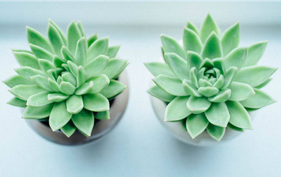 Common Succulent Care Mistakes and How to Avoid Them