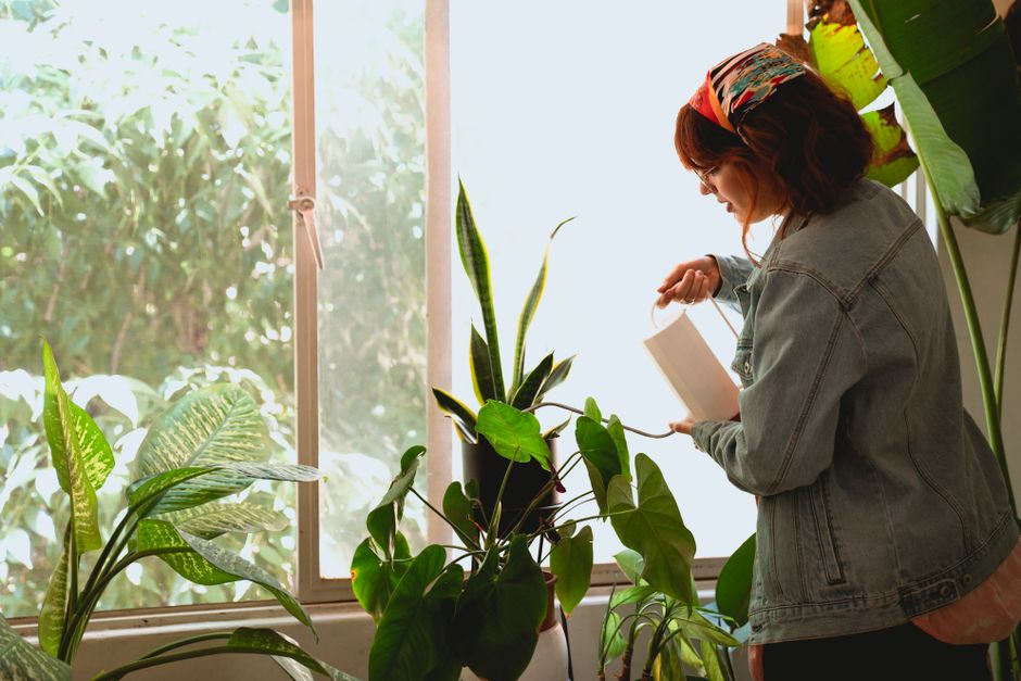 Heat Stress in Plants: Why a Well-Watered Plant Can Still Collapse in the Afternoon