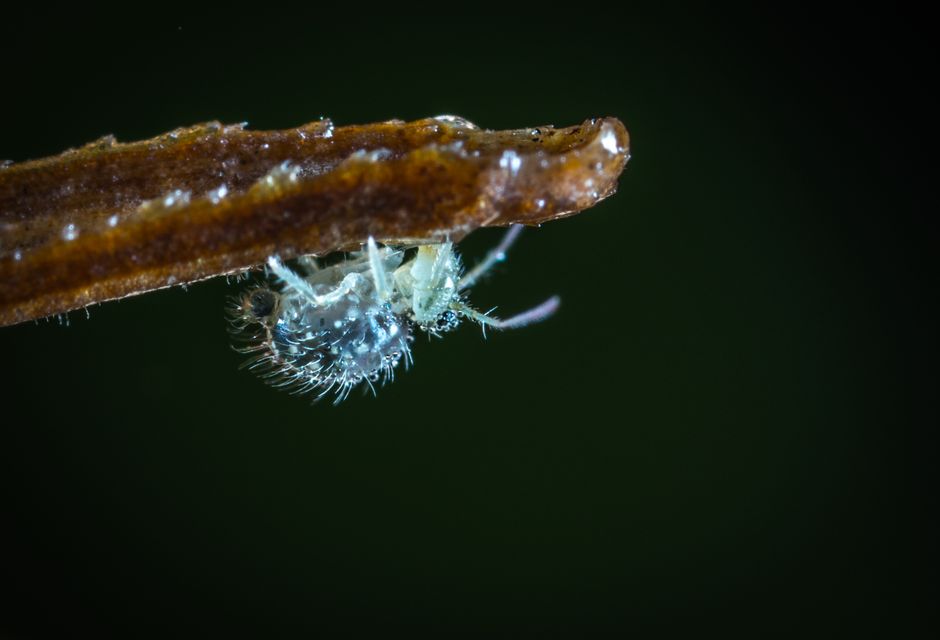 Beneficial Insects and the Pre-Treatment Inspection: Deciding Whether a Garden Problem Is Actually a Pest Problem